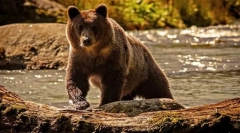 Grizzly